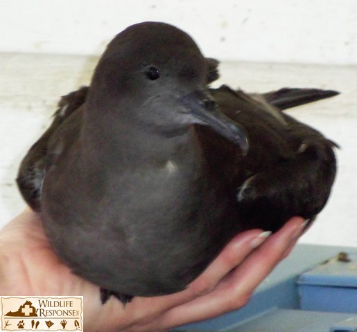 Sooty Shearwater